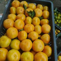 特早熟，密桔，普早蜜橘产地直供，一手货源