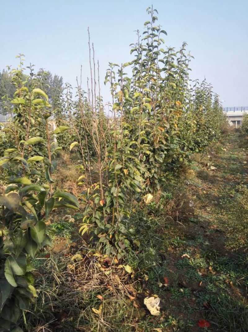 梨树8~10cm1.5~2米