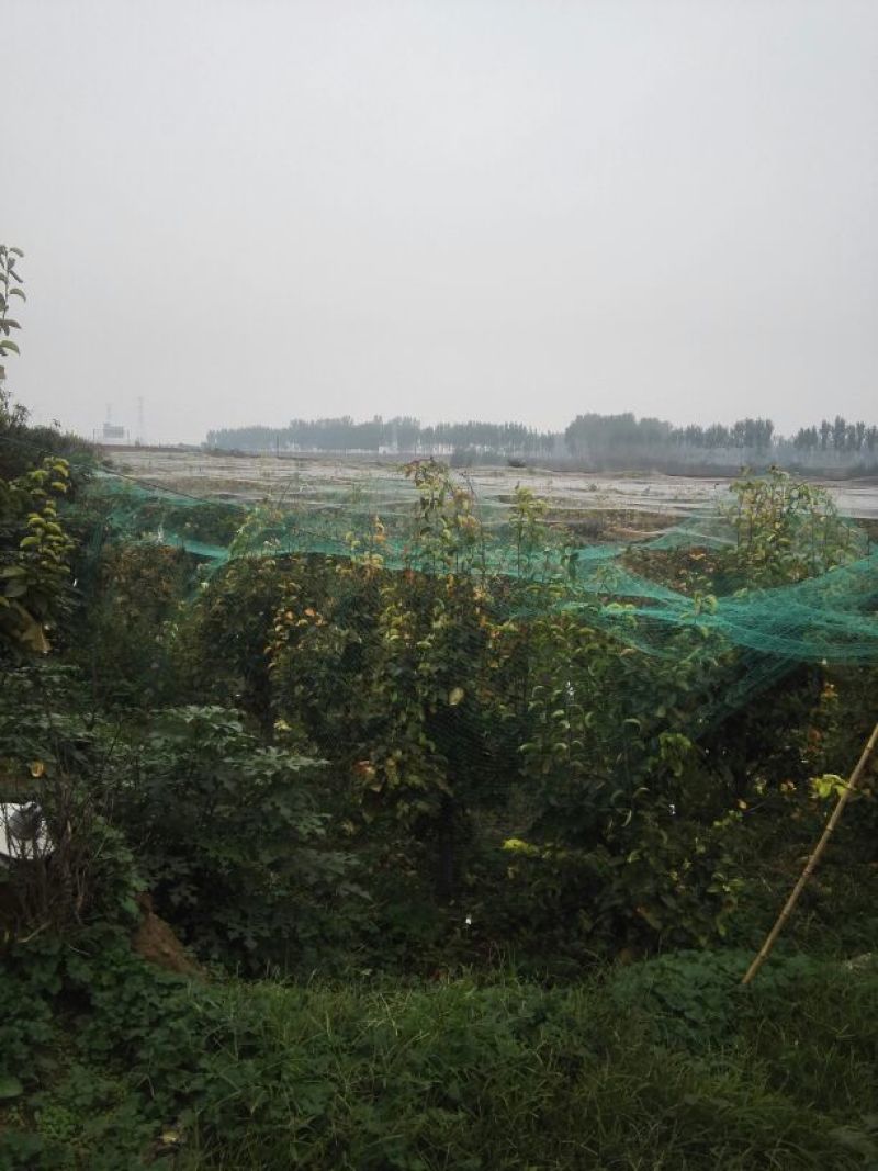 梨树8~10cm1.5~2米