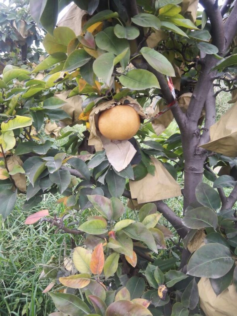 梨树8~10cm1.5~2米