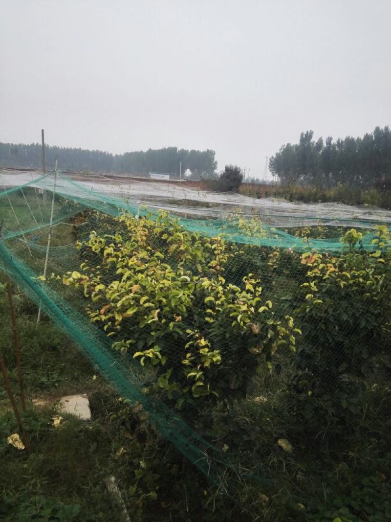 梨树8~10cm1.5~2米