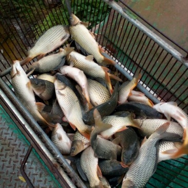 池鲤鱼1~2公斤食用