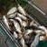 池鲤鱼1~2公斤食用