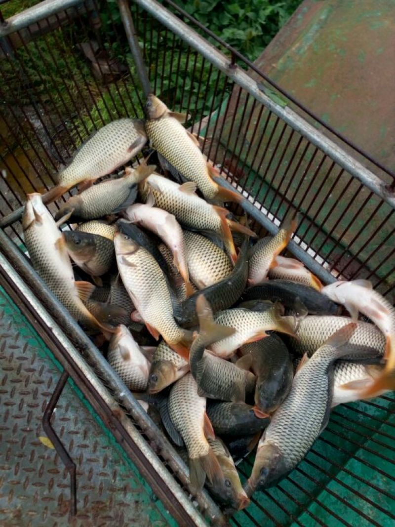 池鲤鱼1~2公斤食用