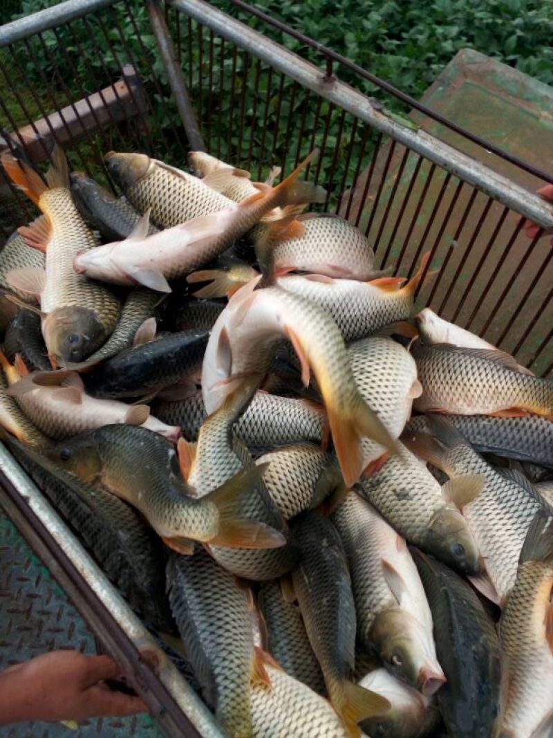池鲤鱼1~2公斤食用