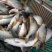 池鲤鱼1~2公斤食用