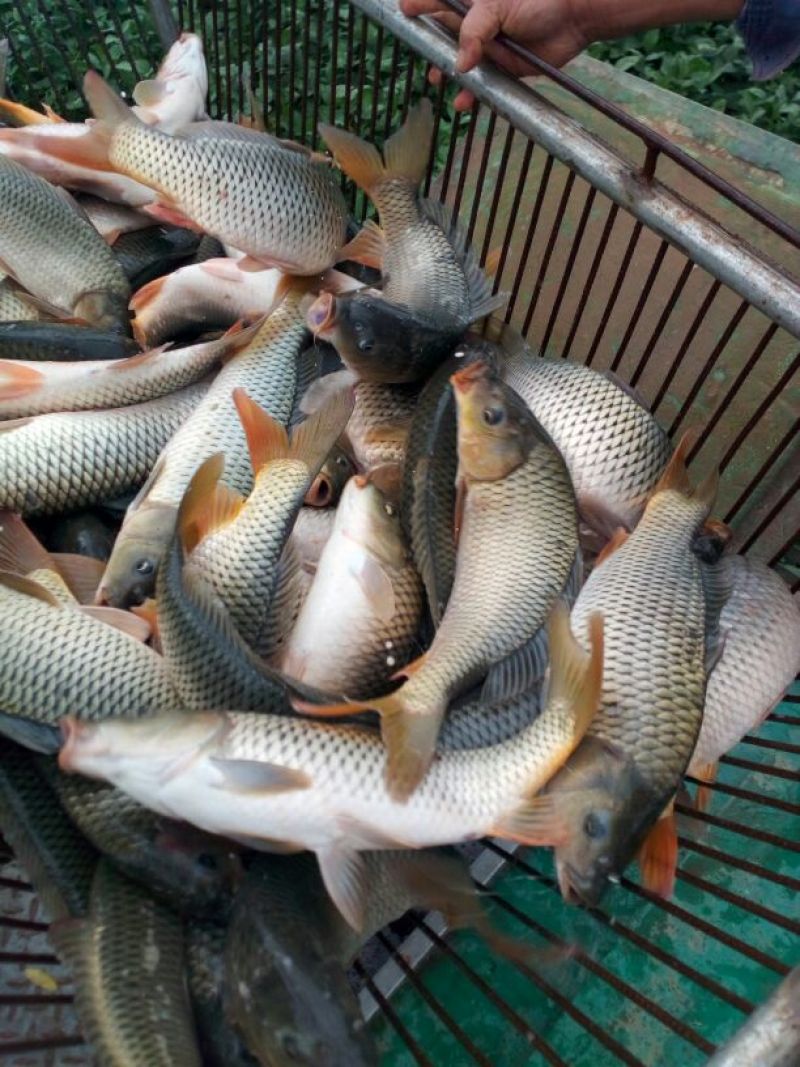 池鲤鱼1~2公斤食用