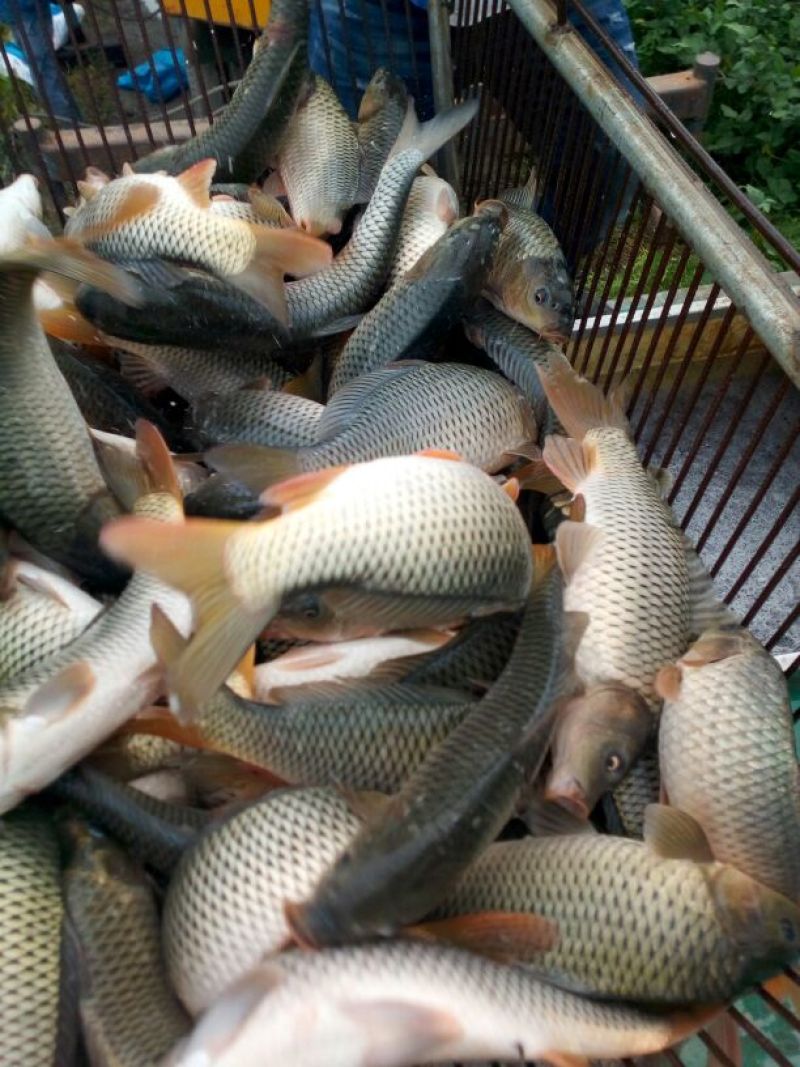 池鲤鱼1~2公斤食用