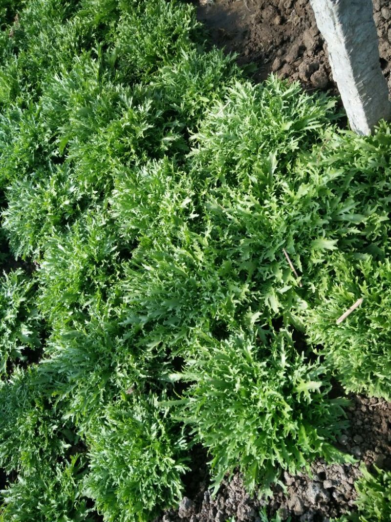 苦菊30cm以上质量好量大