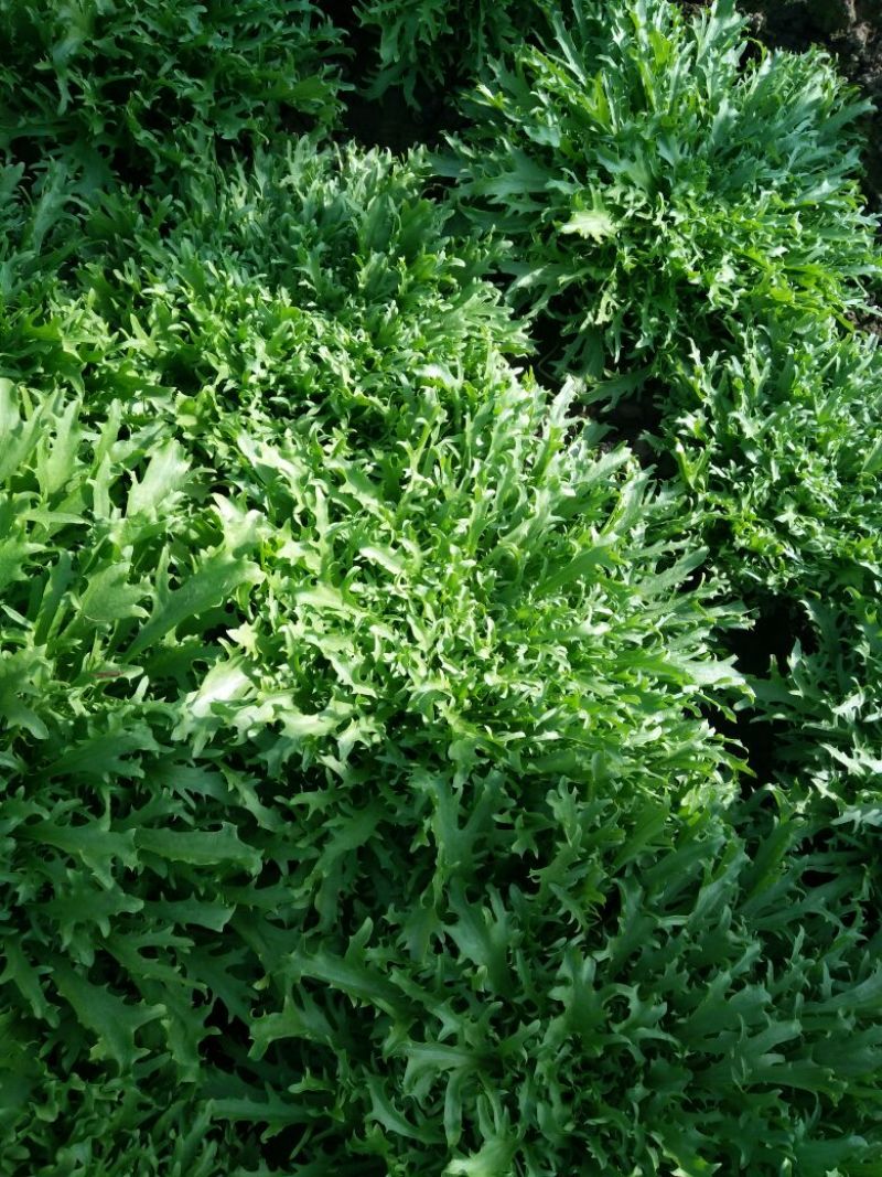 苦菊30cm以上质量好量大