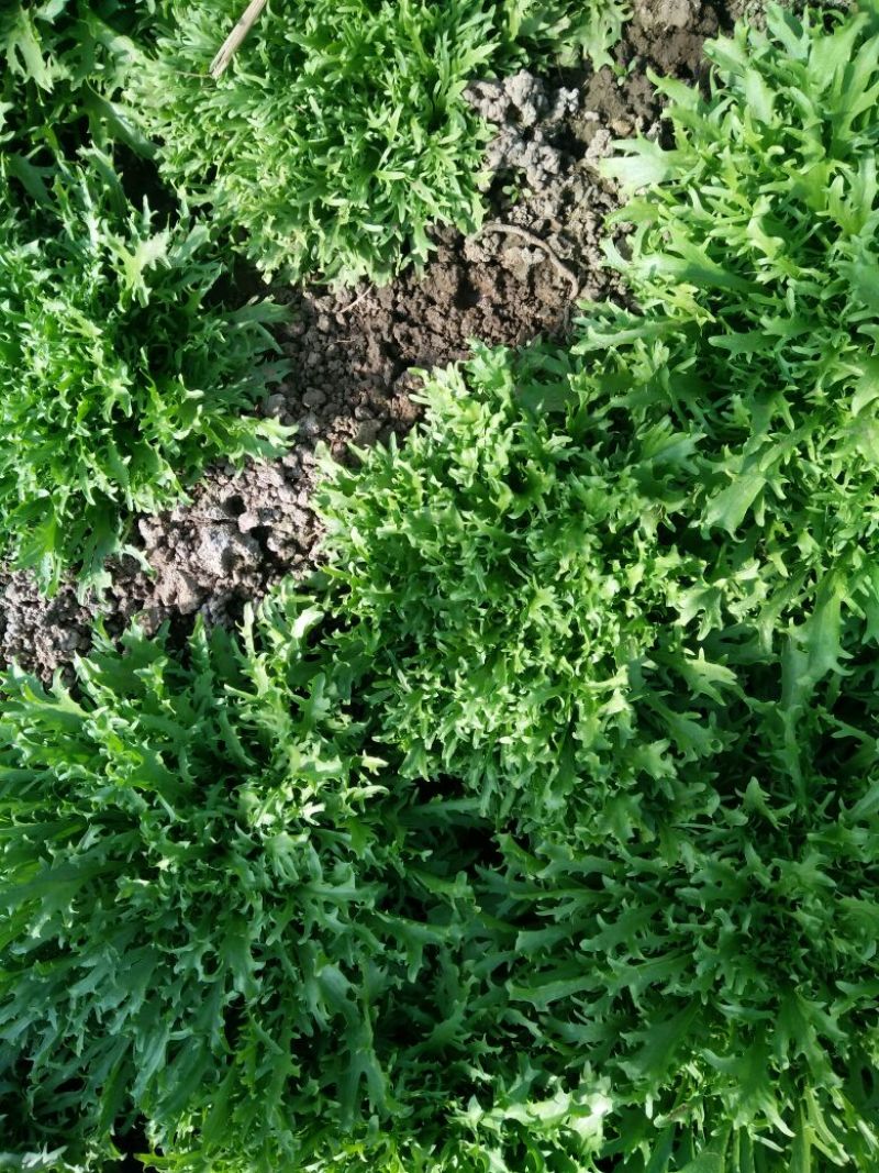 苦菊30cm以上质量好量大