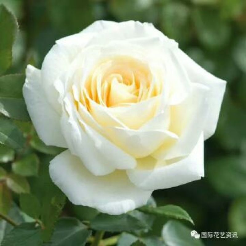 四季玫瑰苗20~30cm