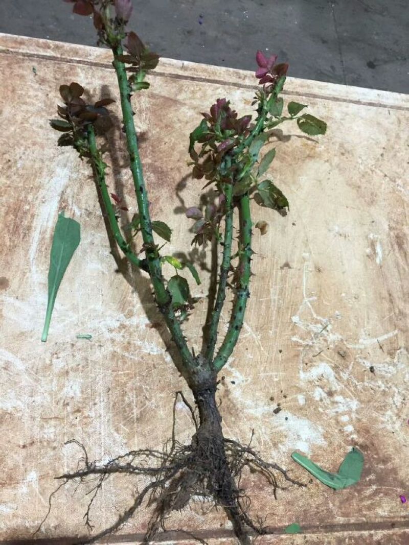 四季玫瑰苗20~30cm