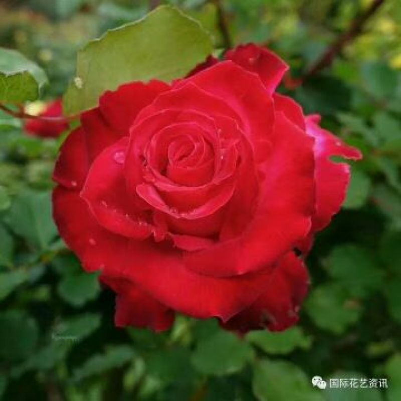 四季玫瑰苗20~30cm