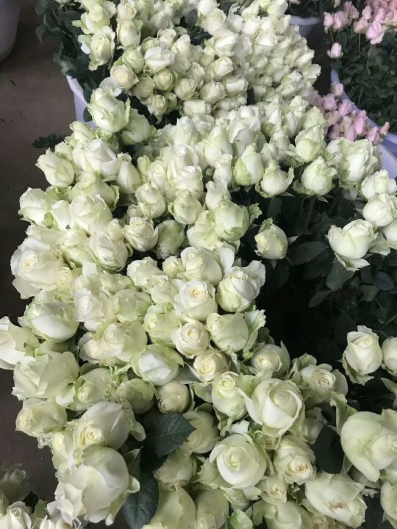四季玫瑰苗20~30cm