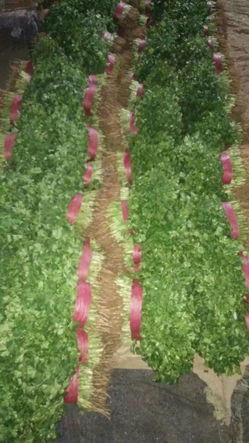 大叶香菜20~30厘米