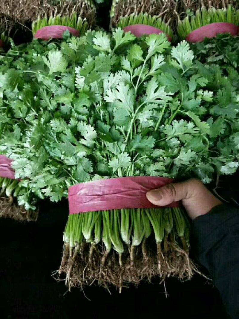 大叶香菜20~30厘米