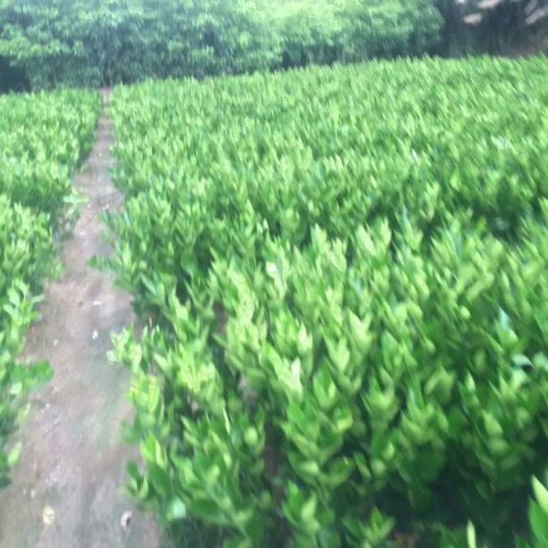 沙糖桔苗50~80cm