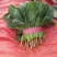 大叶菠菜15~20厘米
