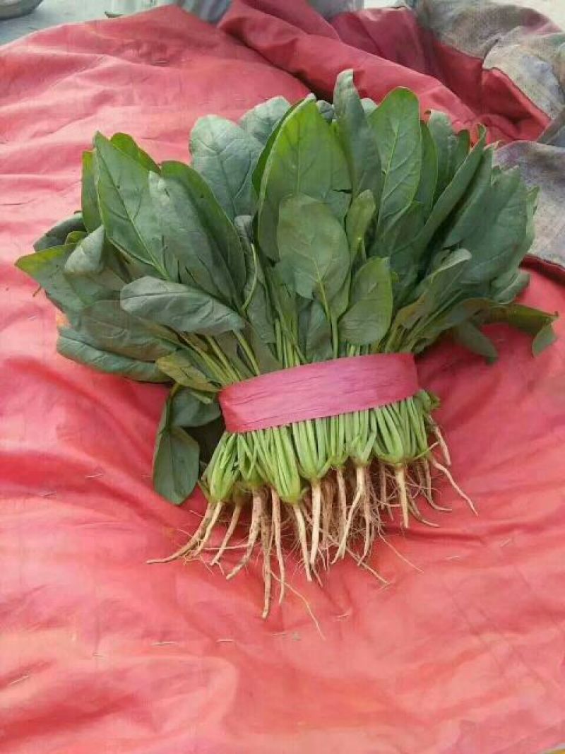大叶菠菜15~20厘米