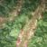 大叶菠菜15~20厘米