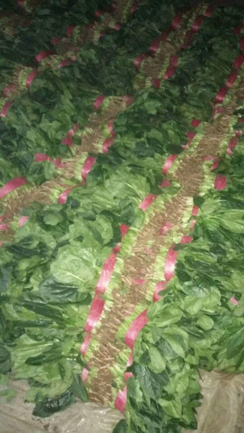 大叶菠菜15~20厘米