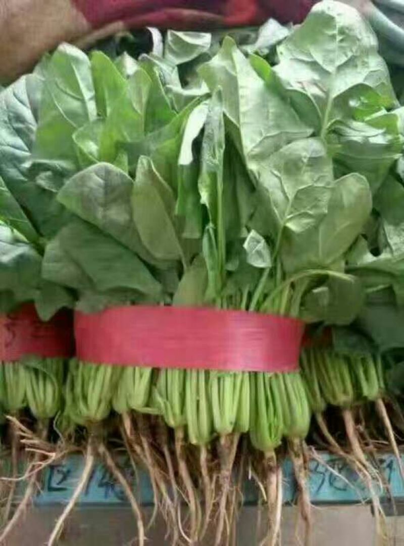 大叶菠菜15~20厘米