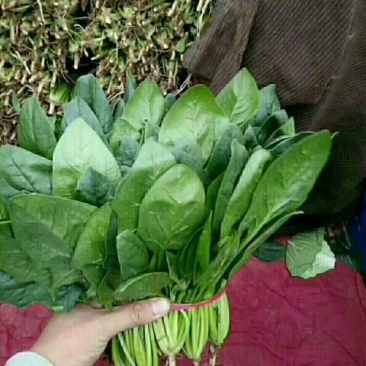 大叶菠菜15~20厘米