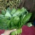 大叶菠菜15~20厘米