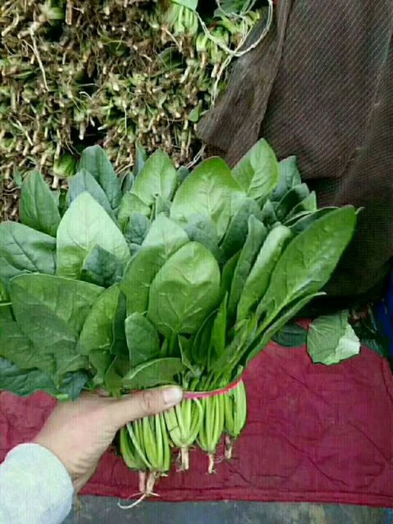 大叶菠菜15~20厘米