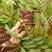 红叶香椿苗40~50cm大棚采摘用苗。产量高易成活