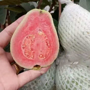 西瓜番石榴60~70mm红心