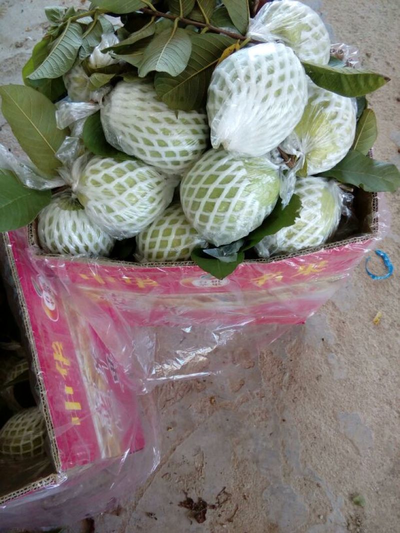 西瓜番石榴60~70mm红心