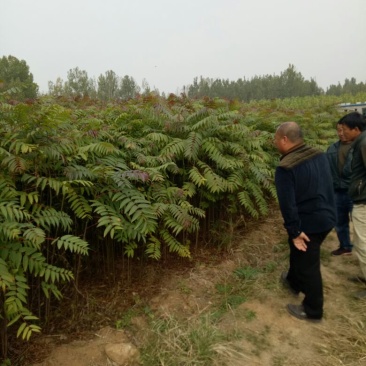 红叶香椿苗80cm以上大棚采摘春芽用苗，提供技术指导