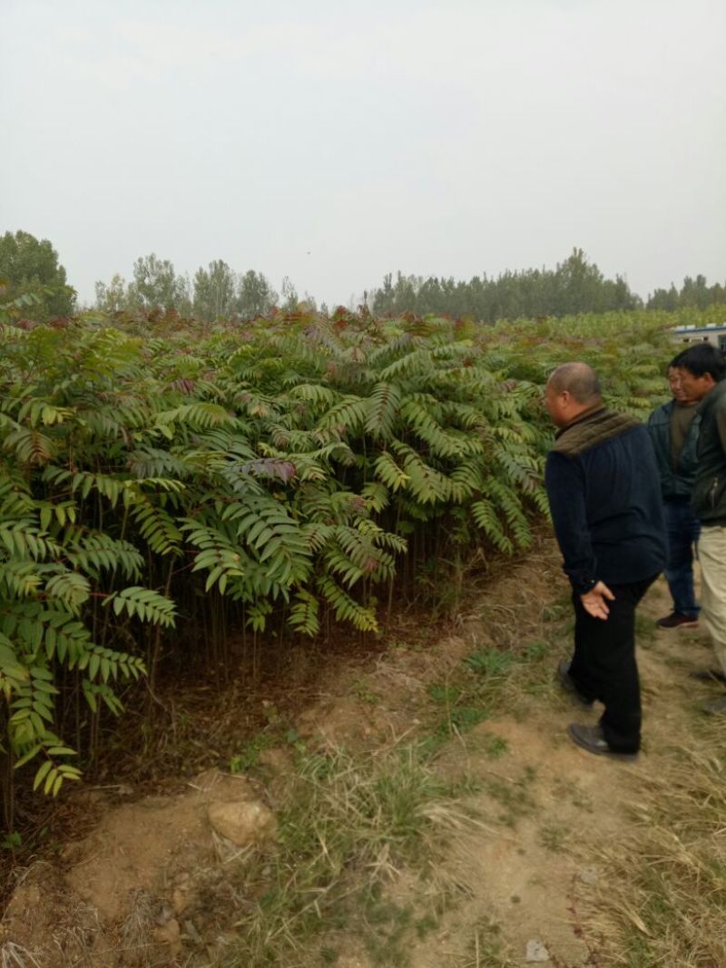 红叶香椿苗80cm以上大棚采摘春芽用苗，提供技术指导