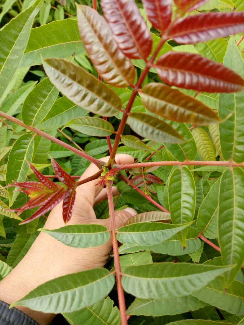 红叶香椿苗80cm以上大棚采摘春芽用苗，提供技术指导