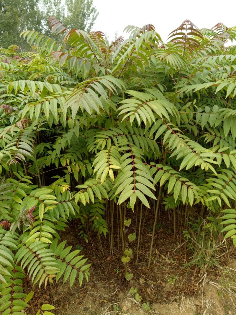 红叶香椿苗80cm以上大棚采摘春芽用苗，提供技术指导