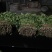大叶香菜20~30厘米