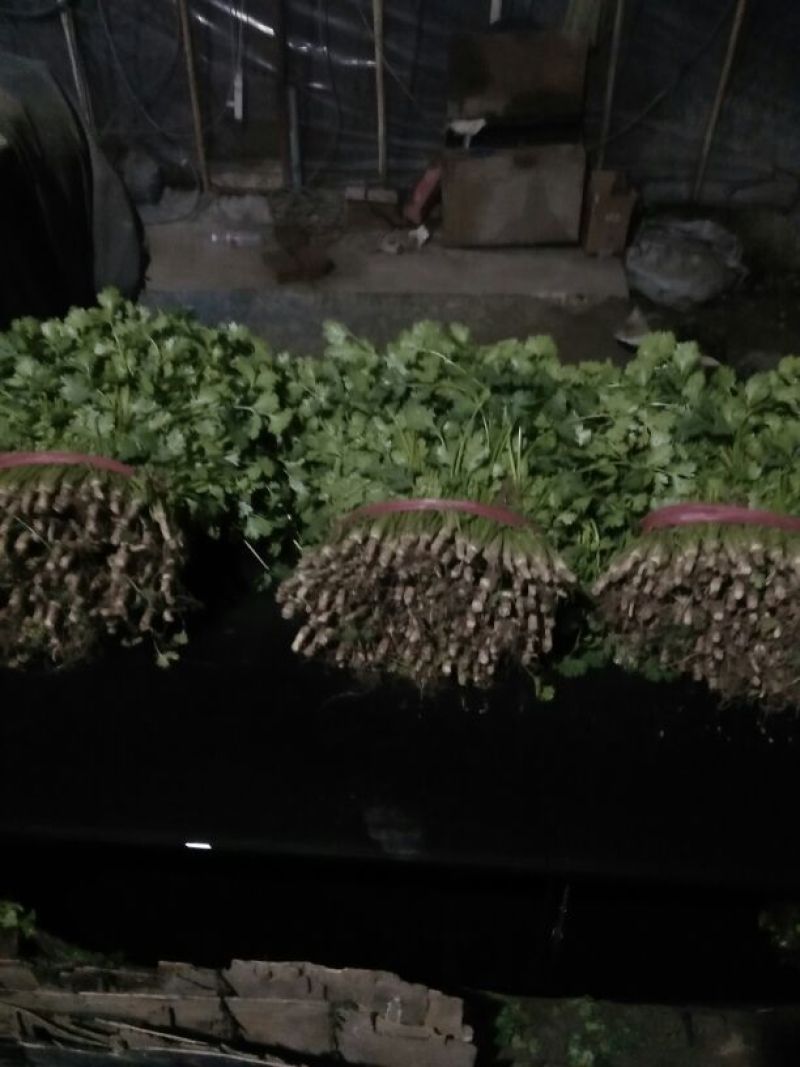大叶香菜20~30厘米