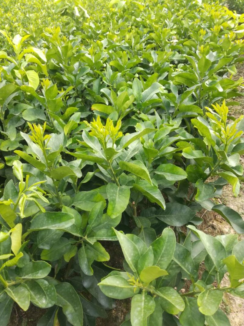 三红蜜柚苗0.8~1cm0.3~0.5m