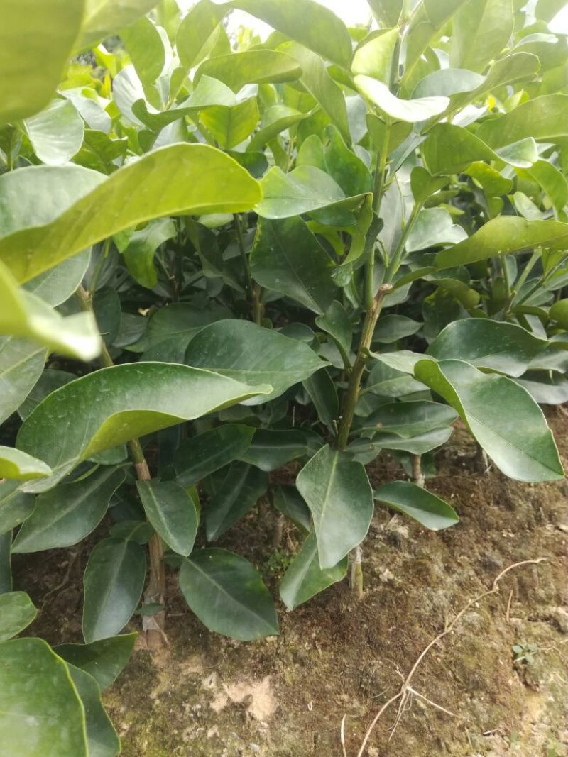 三红蜜柚苗0.8~1cm0.3~0.5m