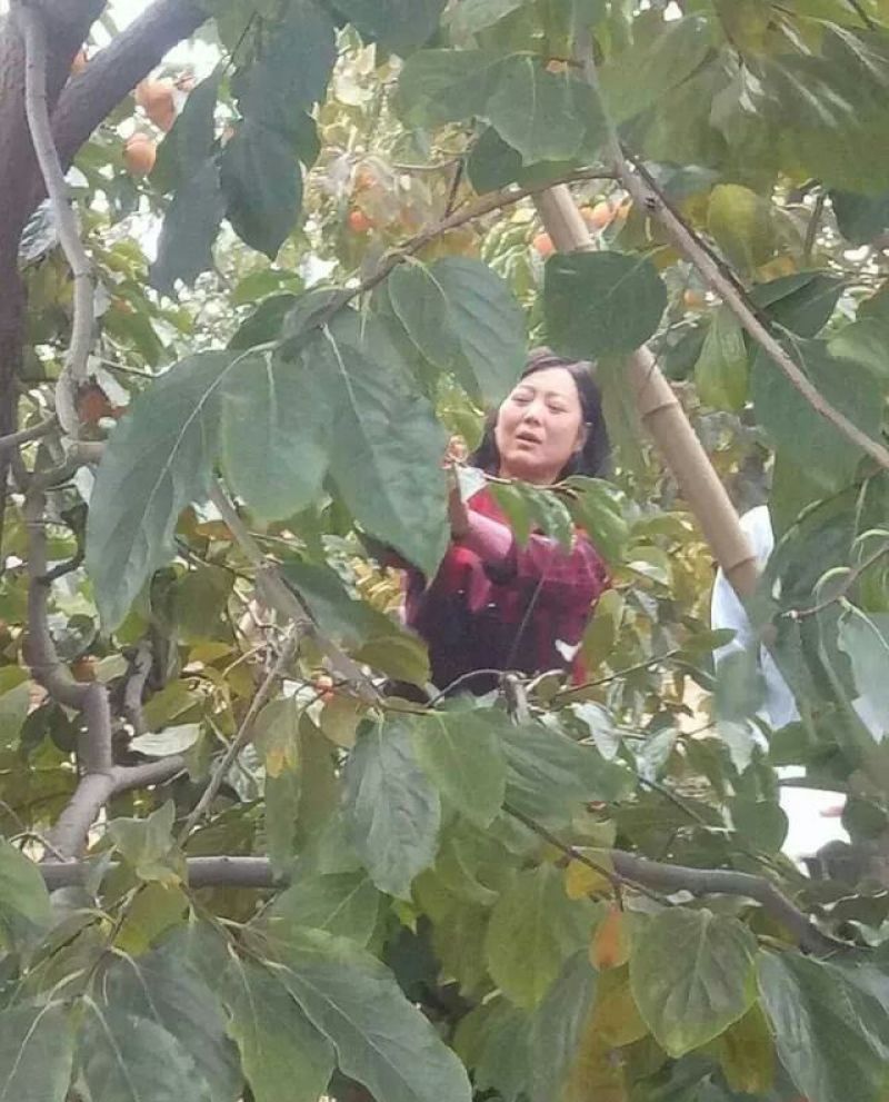柿饼2~2.5两