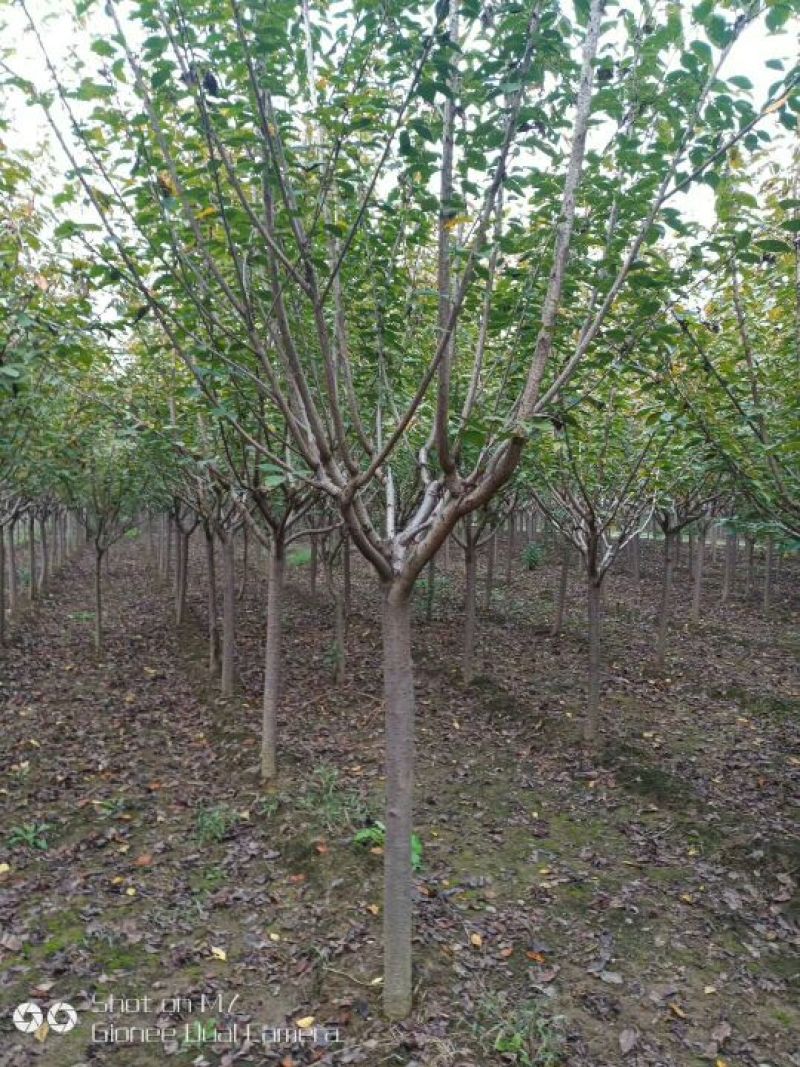 晚樱6~8cm