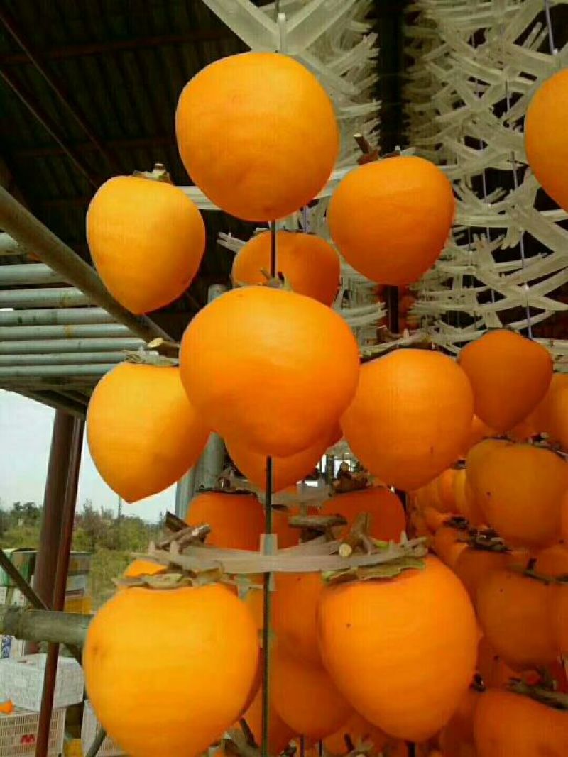柿饼1~2两