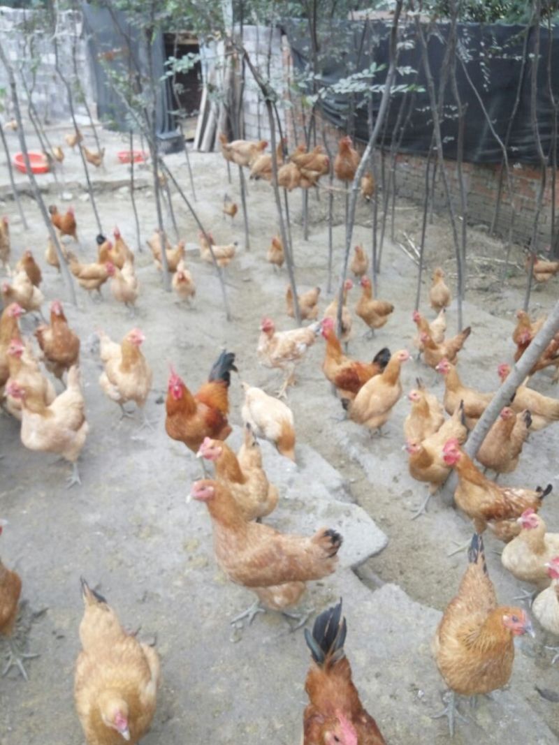 三黄鸡正宗散养土鸡，肉紧，
