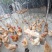 三黄鸡正宗散养土鸡，肉紧，