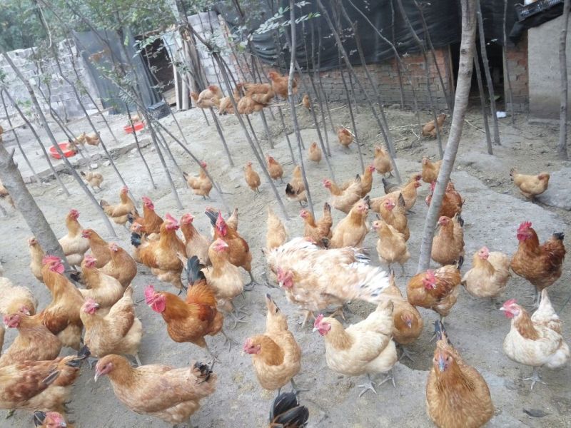 三黄鸡正宗散养土鸡，肉紧，