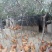 三黄鸡正宗散养土鸡，肉紧，