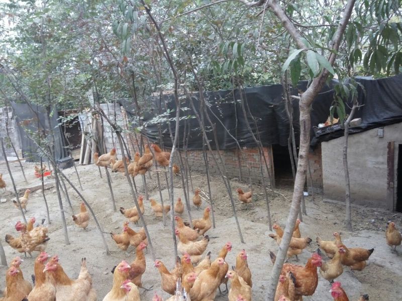 三黄鸡正宗散养土鸡，肉紧，