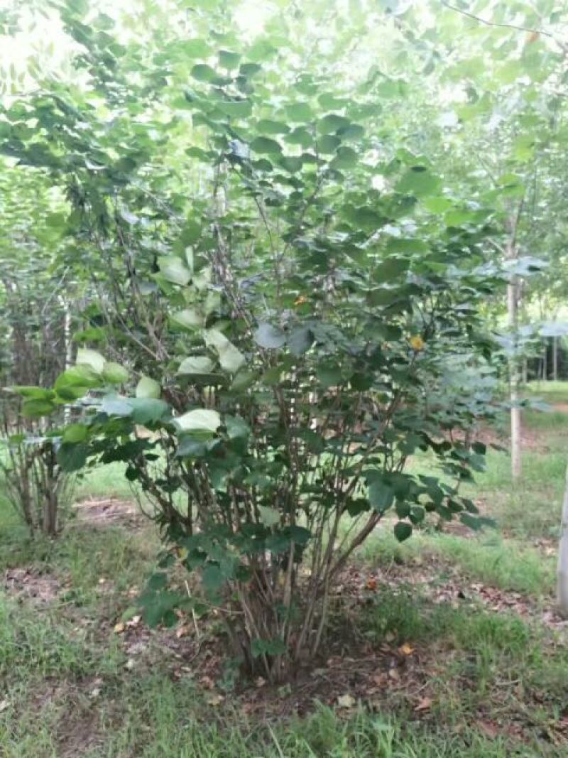 丛生紫荆2~4cm4cm以下1.5~2米